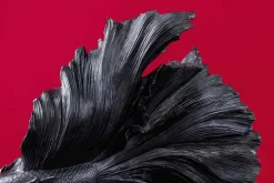 Design Deko Figur Kampffisch CROWNTAIL 65cm schwarz Betta Fisch Skulptur
