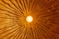 Elegante Design Hängeleuchte GLOW 70cm schwarz gold Hängelampe